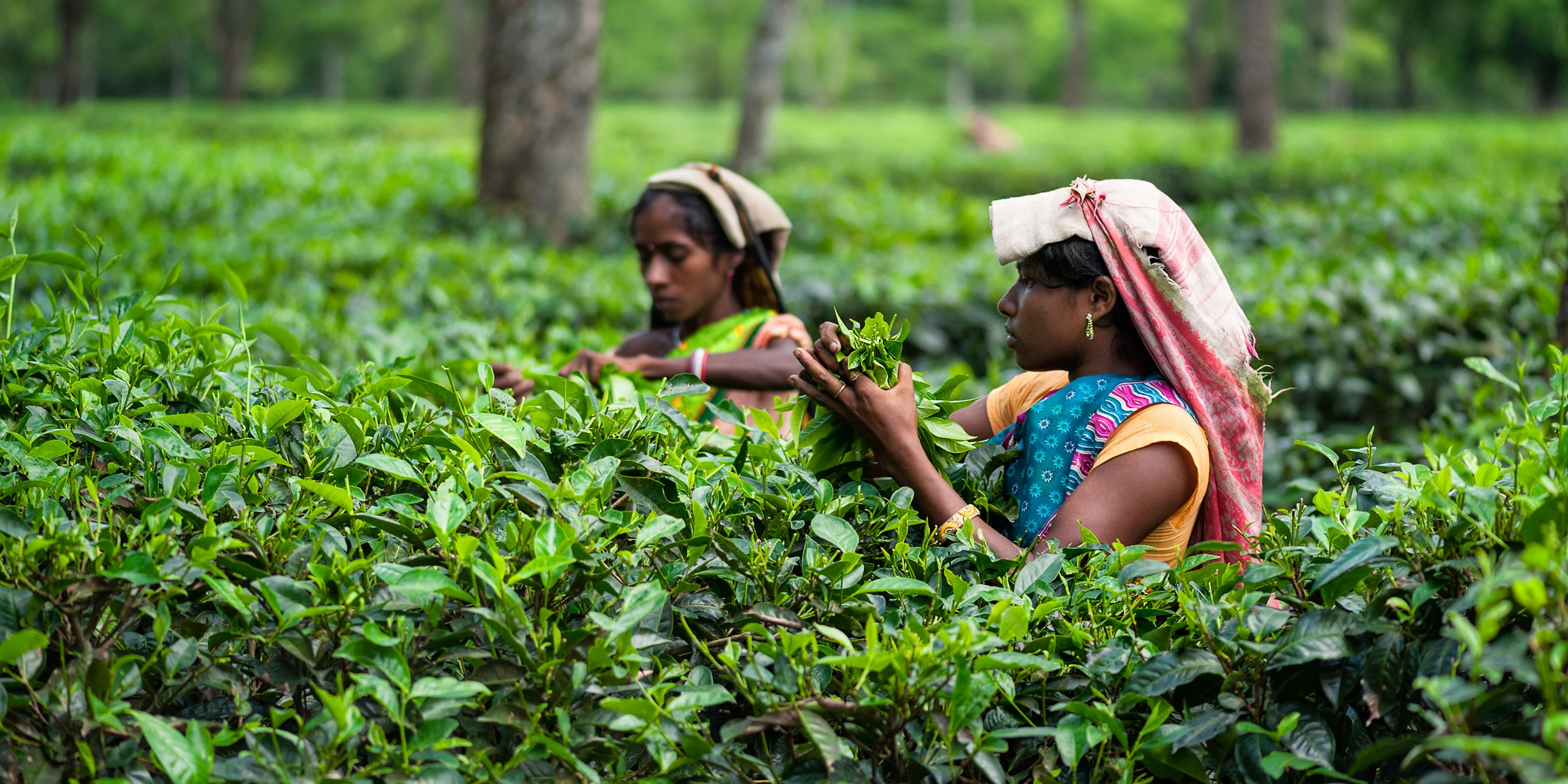Tea picking